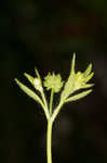 Smallflower buttercup